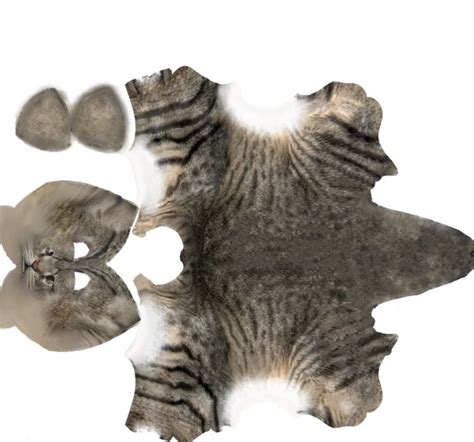 Texture PNG cat animal mammals