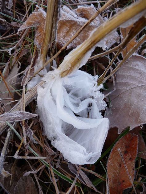 Frost Flowers