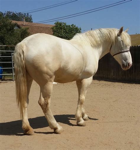 The RARE and ENDANGERED - American Cream Draft Horse. LOLA 2016 | Rare ...