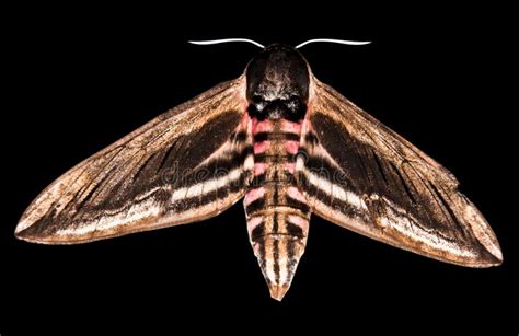 Night Hawk Moth (Sphinx Ligustri) Stock Photo - Image of wildlife, ligustri: 12193904