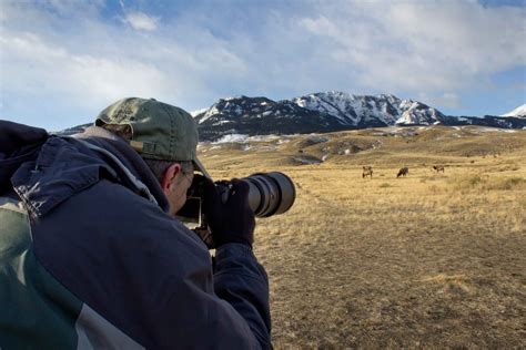 How to Get Amazing Wildlife Photos in Yellowstone