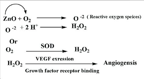 | A plausible mechanism of angiogenesis | Download Scientific Diagram