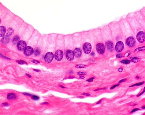 Stratified Columnar Epithelium Under Microscope