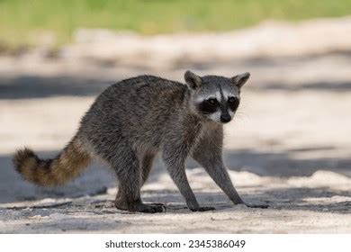 21 Cozumel Raccoon Royalty-Free Images, Stock Photos & Pictures ...