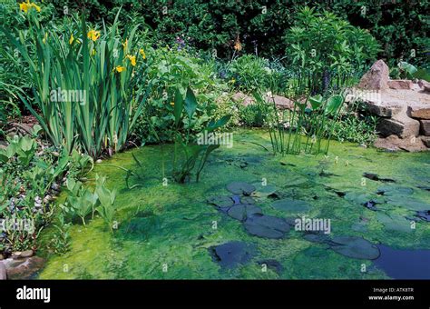 Pond with algae Stock Photo - Alamy