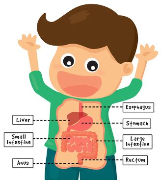 Digestive - The Systems of The Human Body