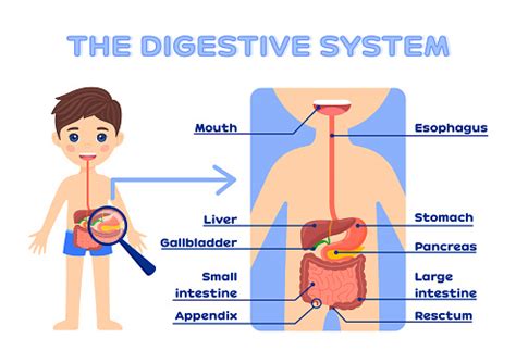 Sistem Pencernaan Anakanak Dengan Deskripsi Anak Itu Dan Saluran ...