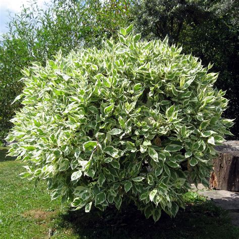 File:Ficus benjamina leaves.jpg - Wikipedia