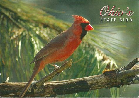 Projek Satu Dunia (One World Project)™: USA - Ohio - State Bird (1)