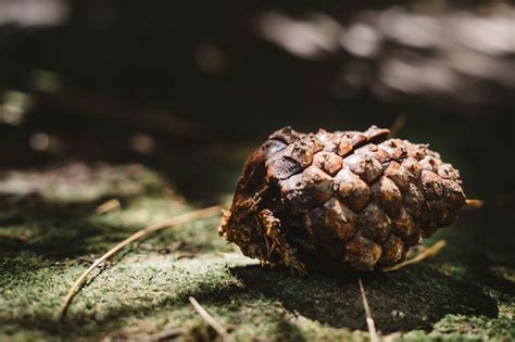 Free Photo | Detailed close up view of pine cone