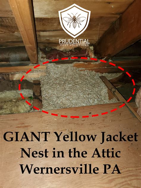 Yellow Jacket Nest Attic Wernersville - Prudential Pest Solutions