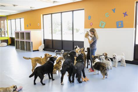 Dog daycare services are very much in demand. Here are some helpful tips and suggestions on how ...