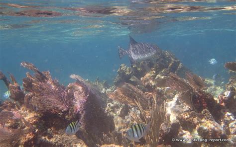 Snorkeling in Puerto Morelos, Mayan Riviera | Snorkeling in Mexico