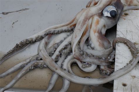 Chile, thousands of dead squid washed ashore but no one knows why ...