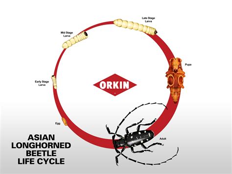 Asian Long-Horned Beetle Life Cycle, Development & Life Stages