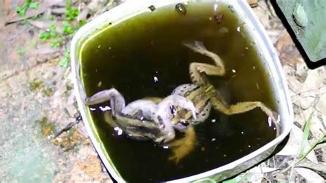 Striped marsh frogs fighting - YouTube