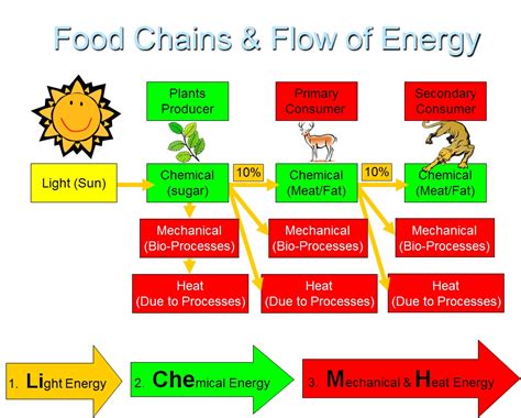 Food Webs - Vista Heights 8th Grade Science