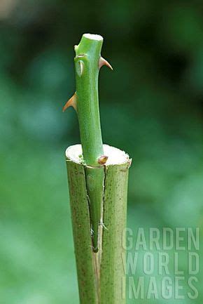 GRAFTING_A_ROSE_BUSH_STEM | Grafting plants, Grafting roses, Grafting fruit trees