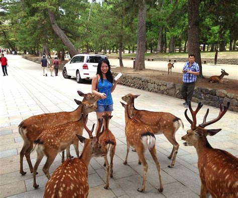 Jamie: Just a Summer in Osaka (and Nara), Japan