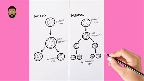 How To Draw a neat Diagram of Mitosis and meiosis step by step | Mitosis, Meiosis, Cell cycle