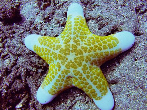 AnibyAni: ESTRELLAS DE MAR PARA SOÑAR