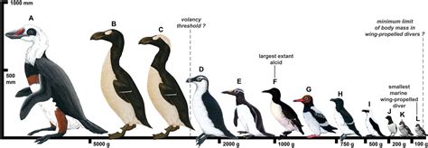 Evolution of body mass in the Pan-Alcidae (Aves, Charadriiformes): the ...