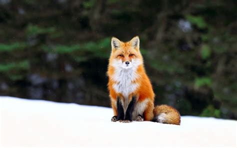 Winter, fox, snow, forest wallpaper | animals | Wallpaper Better