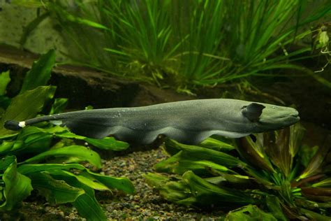 Black Ghost Knife Fish (Apteronotus albifrons): Care Guide - Fish ...