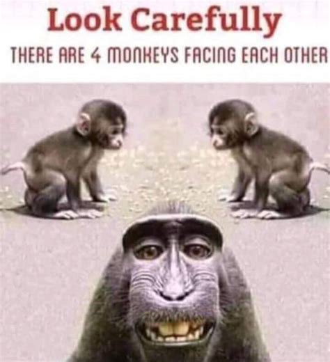 Look Carefully There Are 4 Monkeys Facing Each Other Meme