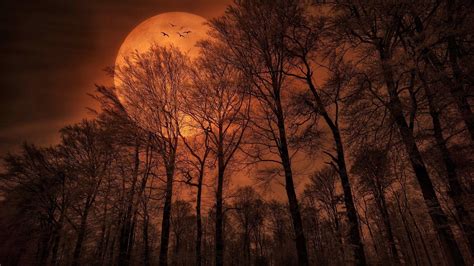 Enchanted Moonlit Forest - HD Wallpaper