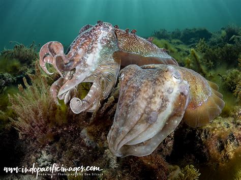 The Australian Giant Cuttlefish - The Complete Guide | Indopacificimages