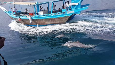 Khasab Oman-Dhow Cruise -Dolphin's - Dhow