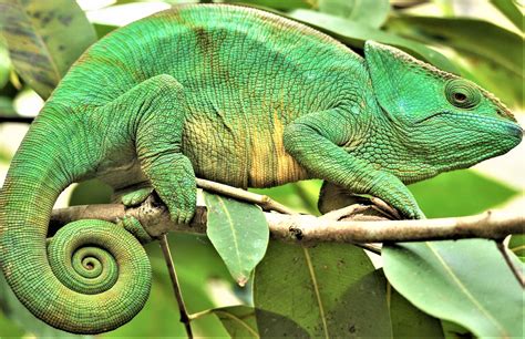 GuruShots | The World's Greatest Photography Game | Chameleon pet ...