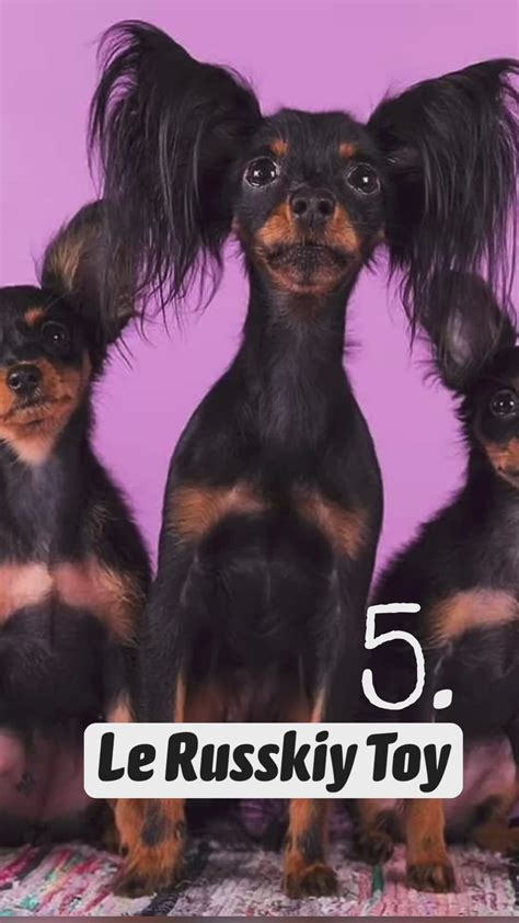 TOP 5 des races de chien les plus rares au monde ! 🐕🐾