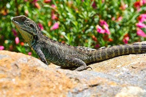 Lizards of Australia - Steve Lees Photography