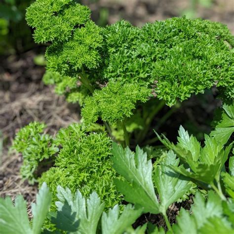 Parsley – Bay Branch Farm