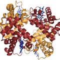 Protein folding 09: Sickle cell disease