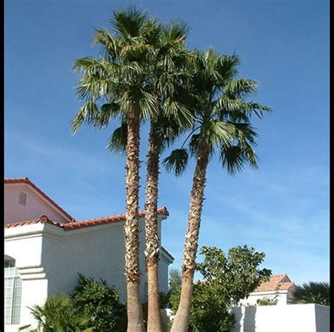 Mexican Fan Palm | Star Nursery Garden and Rock Centers