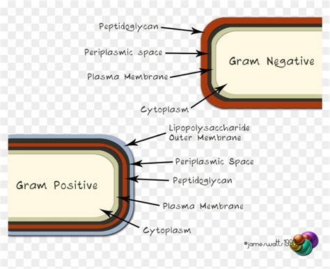 Vetsci - Files - Wordpress - Co - Define Periplasmic Space, HD Png Download - 1280x1024(#216399 ...