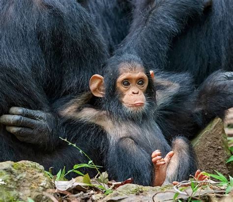 PsBattle: Baby Chimpanzee : r/photoshopbattles