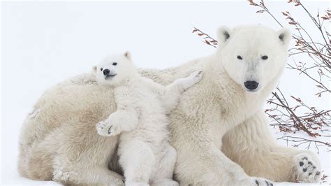 Ours polaire bébé-2016 National Geographic Fonds d'écran-1920x1080 ...