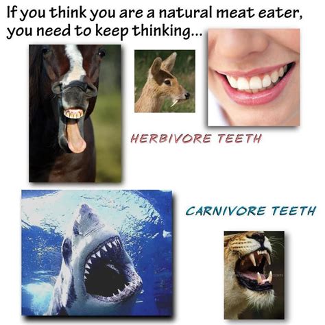 Get Inspired For Herbivores Animals Types Of Teeth