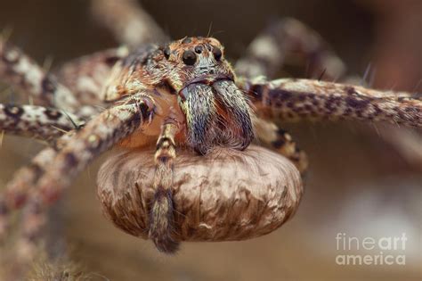 Huntsman Spider Carrying Egg Sac Photograph by Melvyn Yeo/science Photo ...