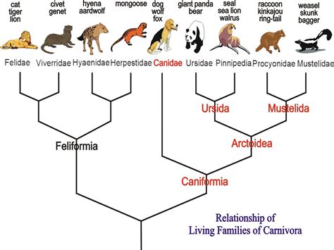 7. Carnivores