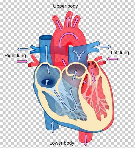 Heart Diagram Anatomy Human Body Circulatory System PNG, Clipart, Anatomy, Animation, Artery ...