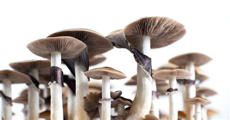 Psilocybe Strictipes: Magic Shrooms Species • Best Mushroom Store