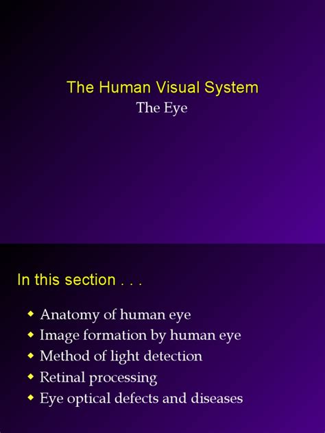 Visual System Anatomy | PDF