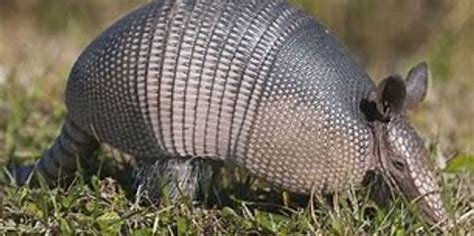 Armadillo Traps, by FAT-RAY, Scented.