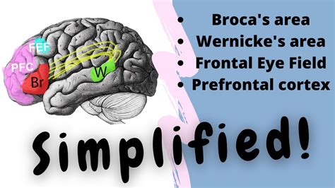 Broca's area | Wernicke's area | Language | FEF | Dr Doris - Air Anatomy - YouTube