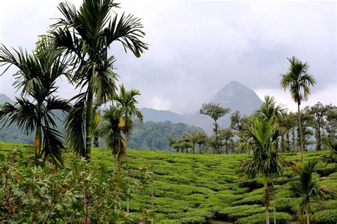 Milesh's Musings: Wandering through Wayanad